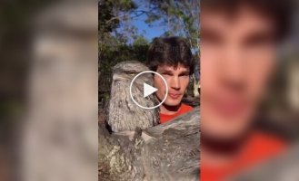 Димчастий жаб - найдивніший птах Австралії