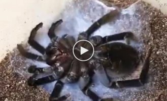 Как проходит линька у тарантула