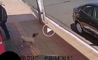 In Brazil, even a dog can rob you