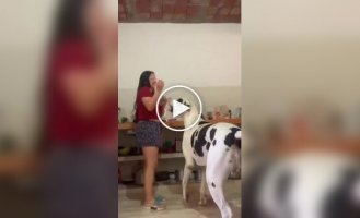 Эти огромные псы забыли, что давно выросли