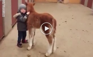 Милая дружба между маленьким мальчиком и маленькой лошадкой