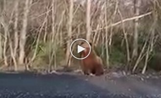 Покормил медведя - убил медведя! Женщина накормила дикого медведя хлебом