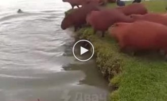 Copybars jump into the water
