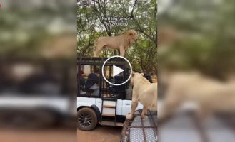 During a safari in Senegal, a lion climbed onto the roof of a car. and urinated on tourists