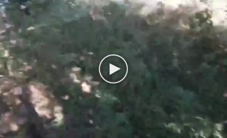 Ukrainians found two hanging Russians on a tree