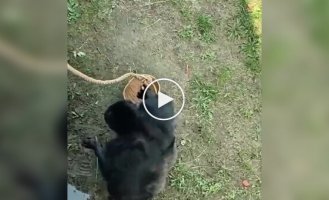 A monkey returned glasses that fell into its enclosure