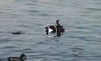 Mother duck gave a gull a hard time for getting too close to her ducklings