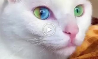Rainbow heterochromia in cats