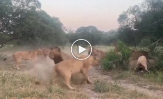 Lionesses stand up for a young lion, whom competitors tried to drive out