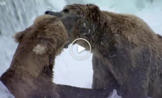 How bears fish
