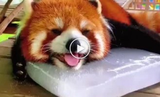 We are all red panda today