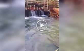 У Бразилії з басейну витягли п'ятиметрову анаконду