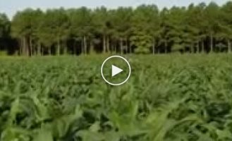 Рогатый мастер маскировки пытается обойти фермера на кукурузном поле