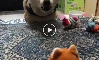 A dog quarreled with a toy that repeats sounds