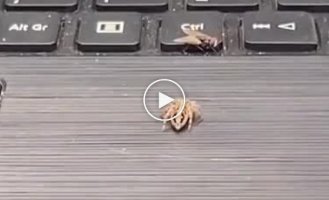 Spider hunts a fly
