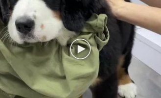 Like a toy: Puppy tries to stay calm at the vet's appointment
