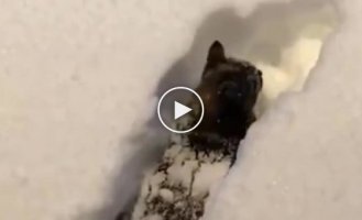 A cat makes his way through a snowdrift