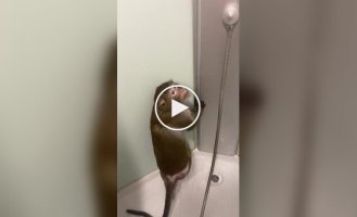 Monkey takes a shower