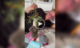 Коала осваивает лазание по деревьям