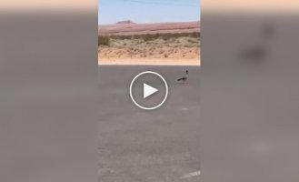 In the US, a coyote was filmed chasing a road runner.