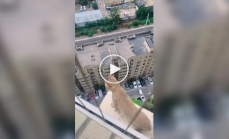 Опасная прогулка кошки