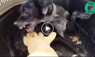The dog gets used to a normal attitude after being rescued from the hands of a sadistic owner