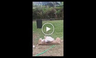 Geese brought pit bull to bliss and touched the net