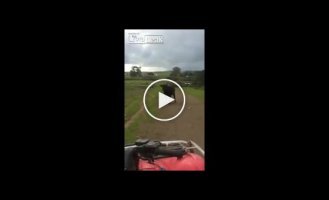 Бычок напал на квадроцикл