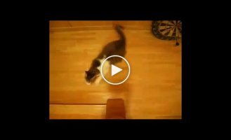 Коты дрифтеры. Подборка