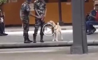 Забавная реакция служебного пса на команду «вольно»