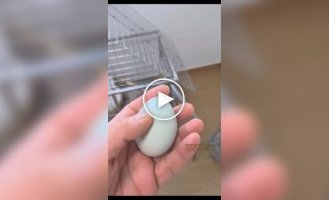 Жители Китая начали заводить куриц и петухов в качестве домашних животных