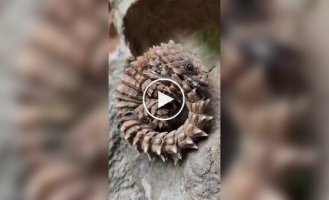 Броненосная ящерица: рептилия, которая сворачивается в кольцо, как живой браслет