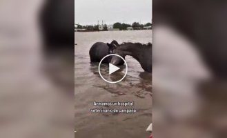 Evacuation of Animals from Flood Zone in Argentina