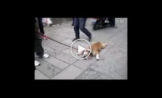 Пес лентяй