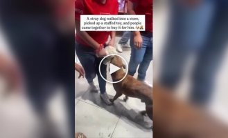 Игрушка, за которую стоило бороться