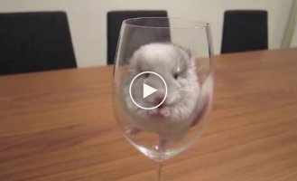 Первая любовь двух маленьких Шиншил