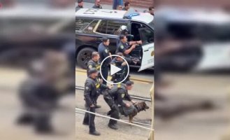 В Сан-Диего полицейская собака задержала подозреваемого в нападении с ножом