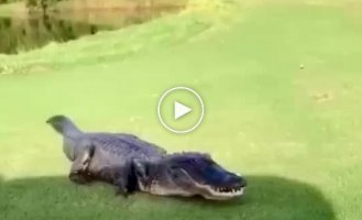 Cute crocodile just wants to play golf