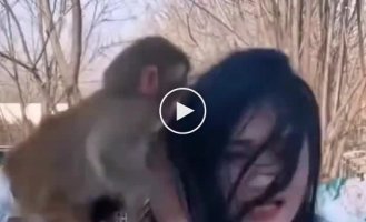 The monkey pulled the overly talkative owner by the hair