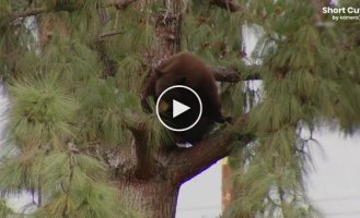 В Калифорнии из-за медведя на дереве эвакуировали посетителей парка