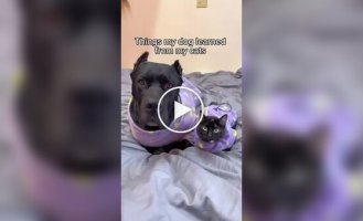 A dog raised by cats has funny cat habits