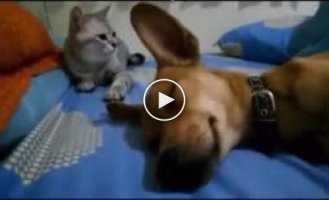 The cat punished the dog for his uncivil behavior