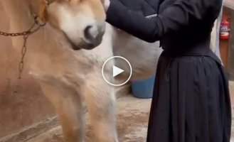 Как в 19 веке дамы ездили на лошади