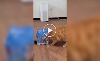 Хищник осматривает жилище человека