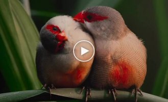 Pair of wavy astrildas, Brazil