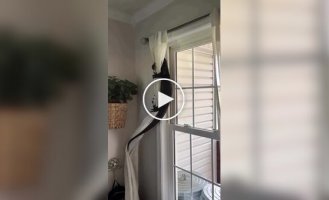 Какой у вас странный кот