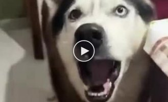 Husky speaks with an Italian accent