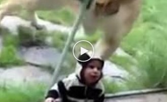 A hungry lioness wants to eat a child