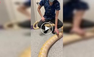 Бірманський пітон-альбінос і проблема, про яку власники не знали