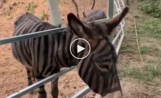 Donkey painted to look like a zebra at a Chinese zoo